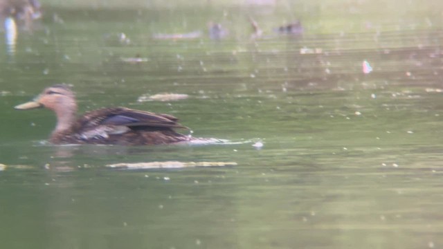 Mottled Duck - ML576605211