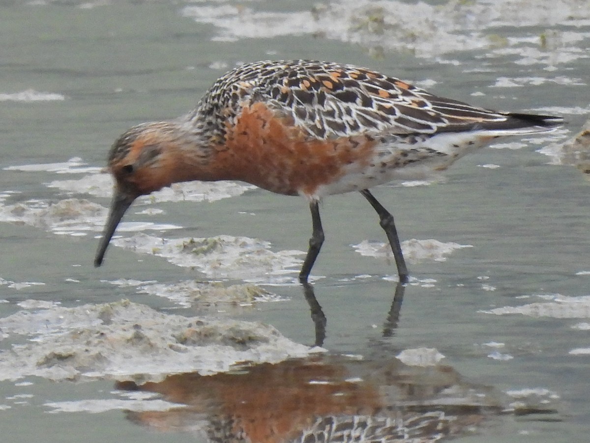 Red Knot - ML576605921