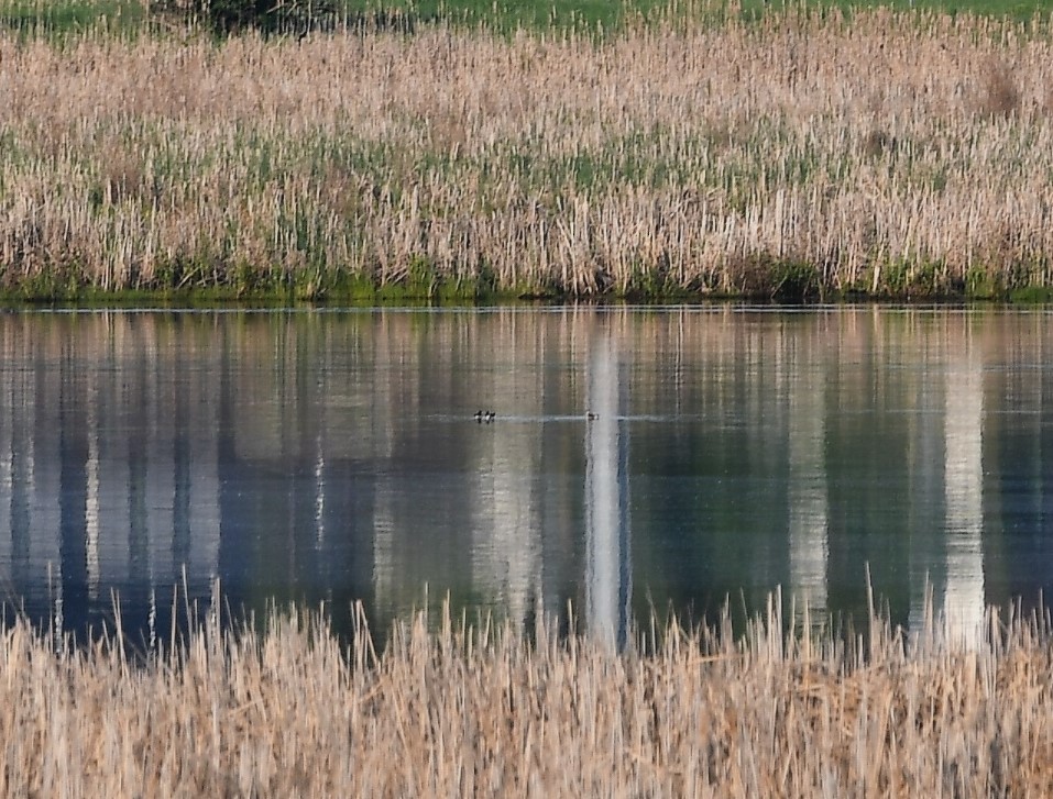 Red-necked Phalarope - ML576606841