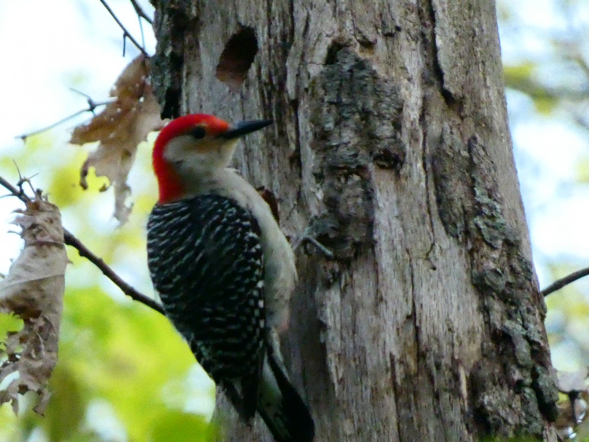 Red-bellied Woodpecker - ML576608301