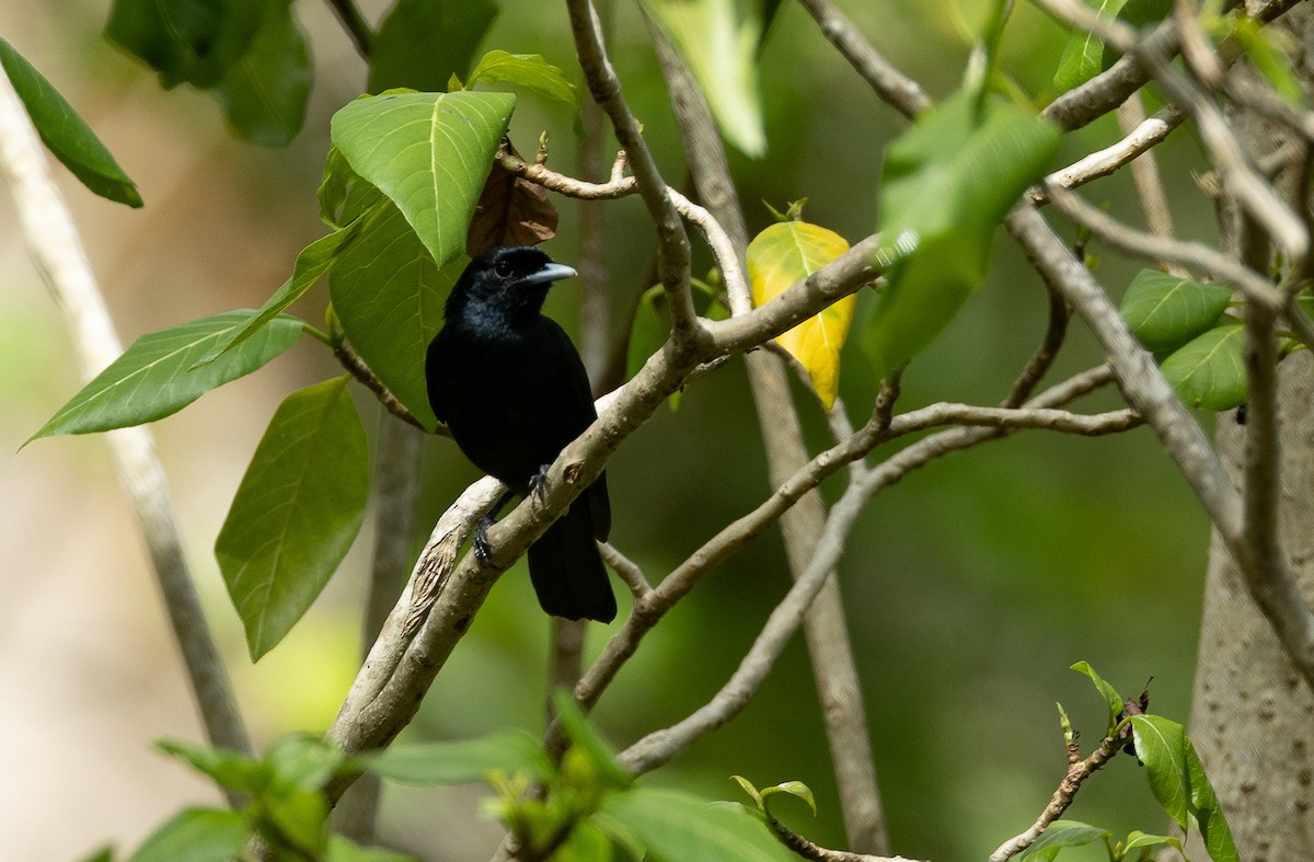 Marquesas Monarch - ML576608371