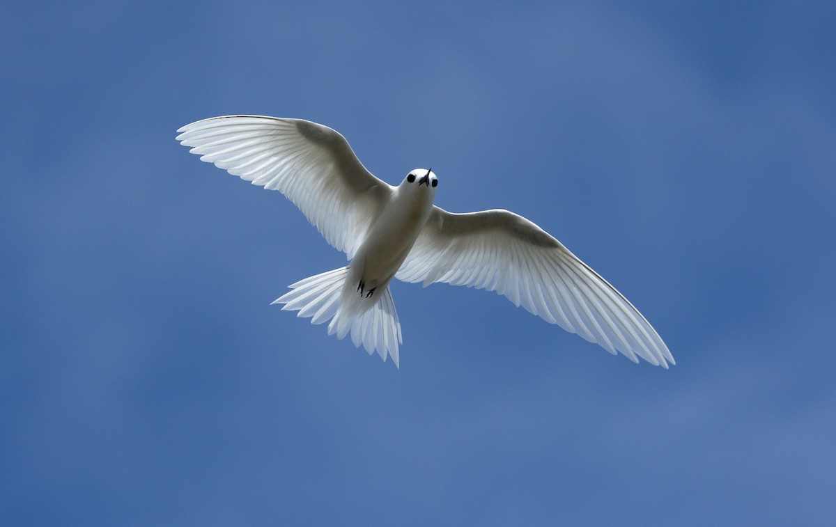 White Tern - Santiago Imberti