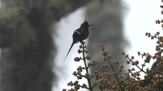 Wire-crested Thorntail - ML576611051