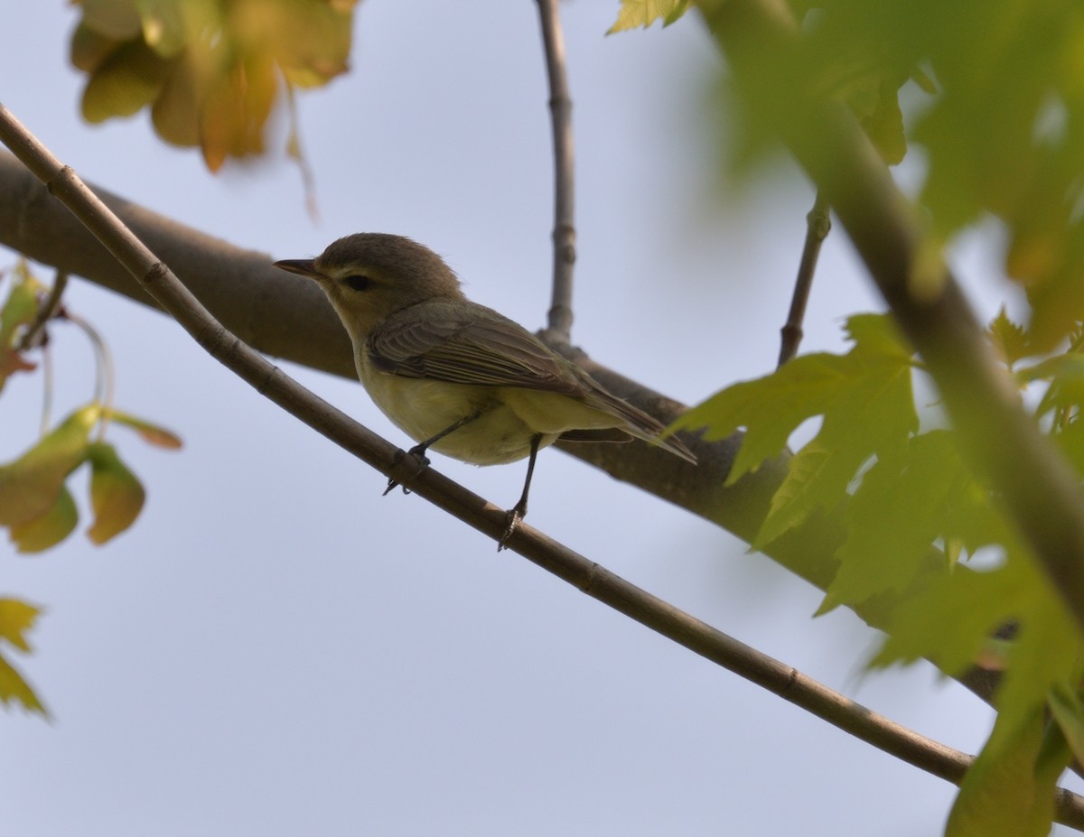 Philadelphia Vireo - ML576611381