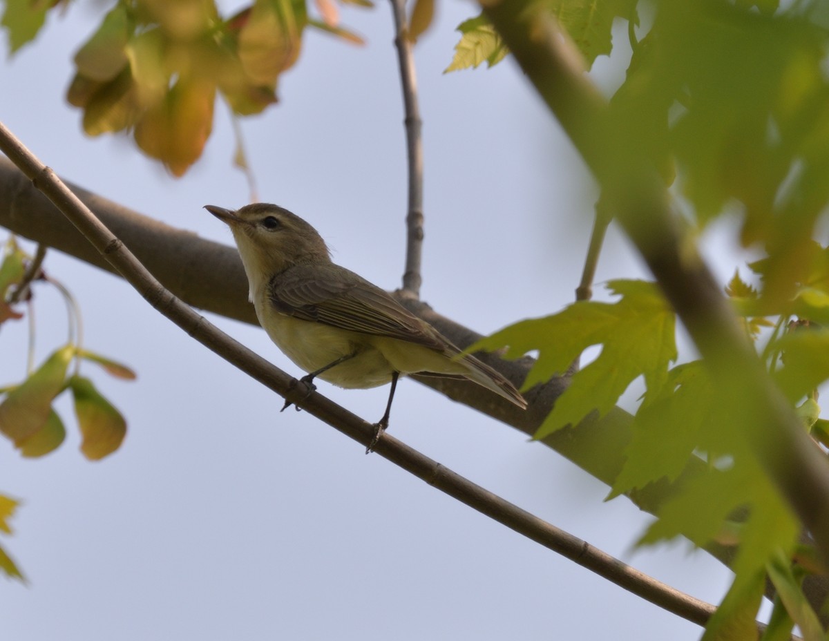 Philadelphia Vireo - ML576611391