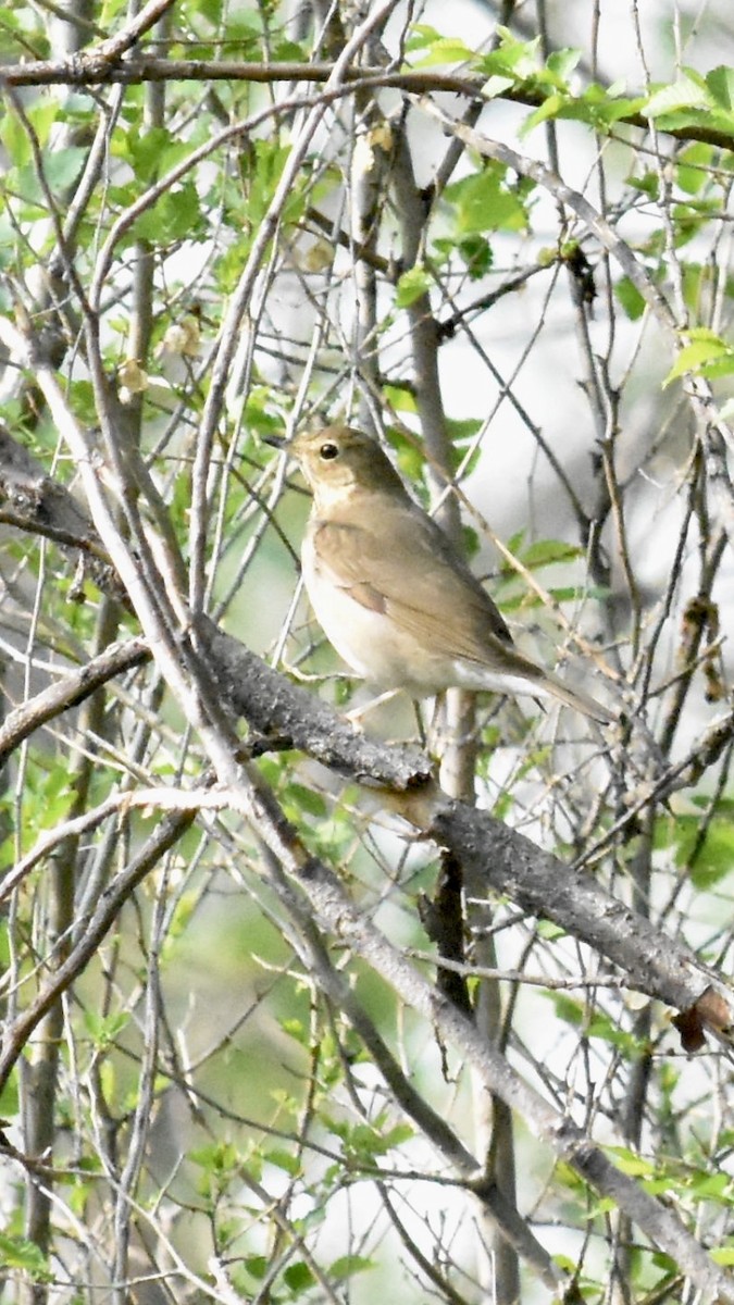 Swainson's Thrush - Alicia Arnold 🦩