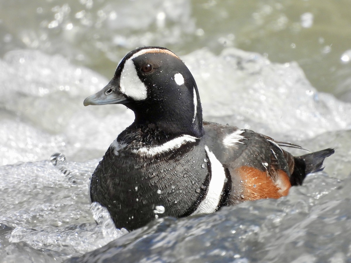 Harlequin Duck - ML576612571