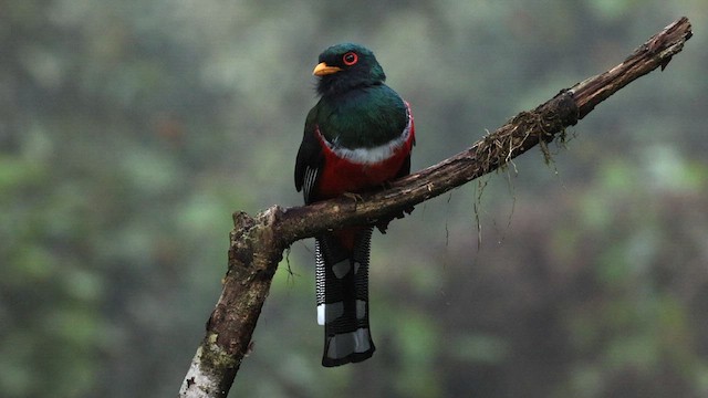 Trogon masqué - ML576612731
