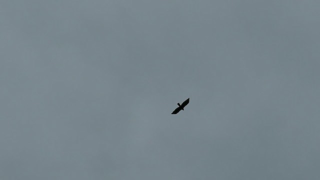 Zone-tailed Hawk - ML576612981