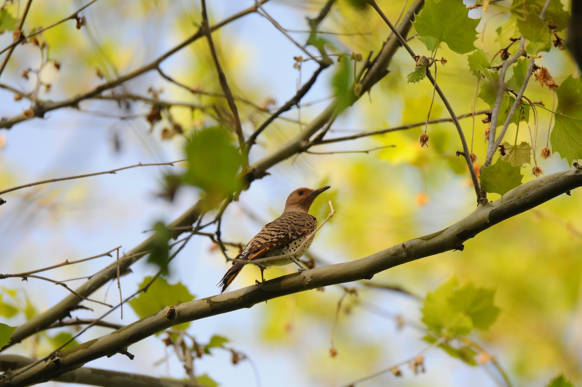 Northern Flicker - ML576613011