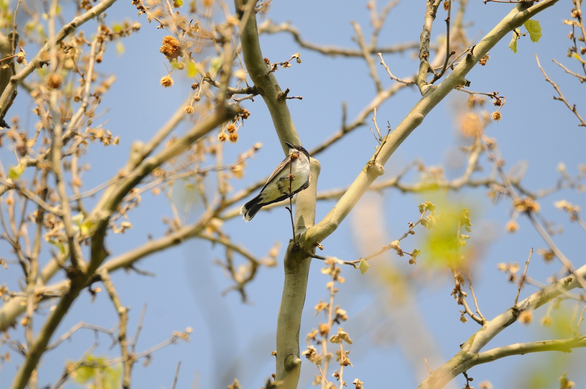 Eastern Kingbird - ML576613101