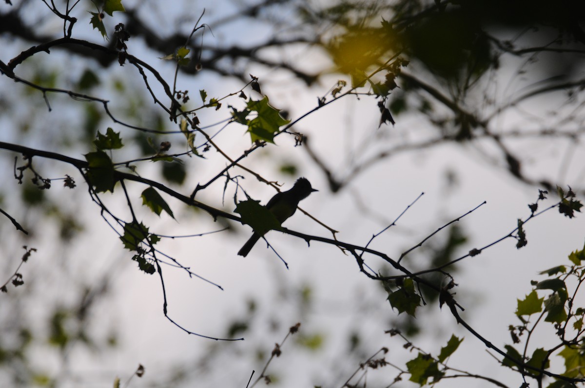 Great Crested Flycatcher - ML576613241