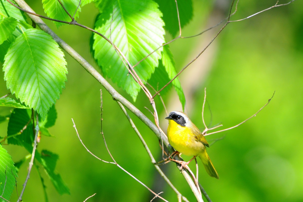 Common Yellowthroat - ML576613311