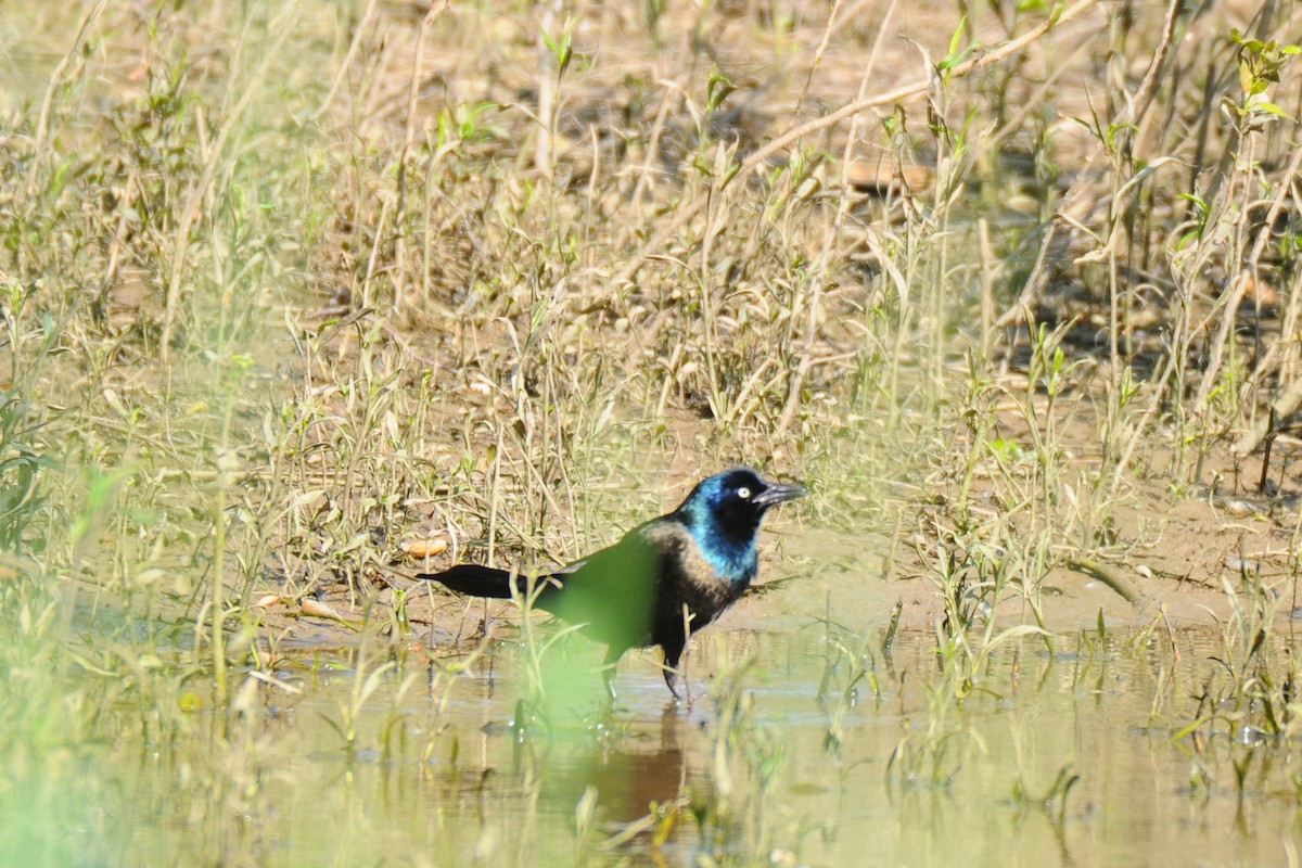 Common Grackle - Lori  McCollister