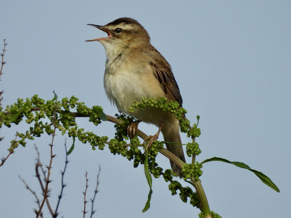 Sedge Warbler - ML576613801