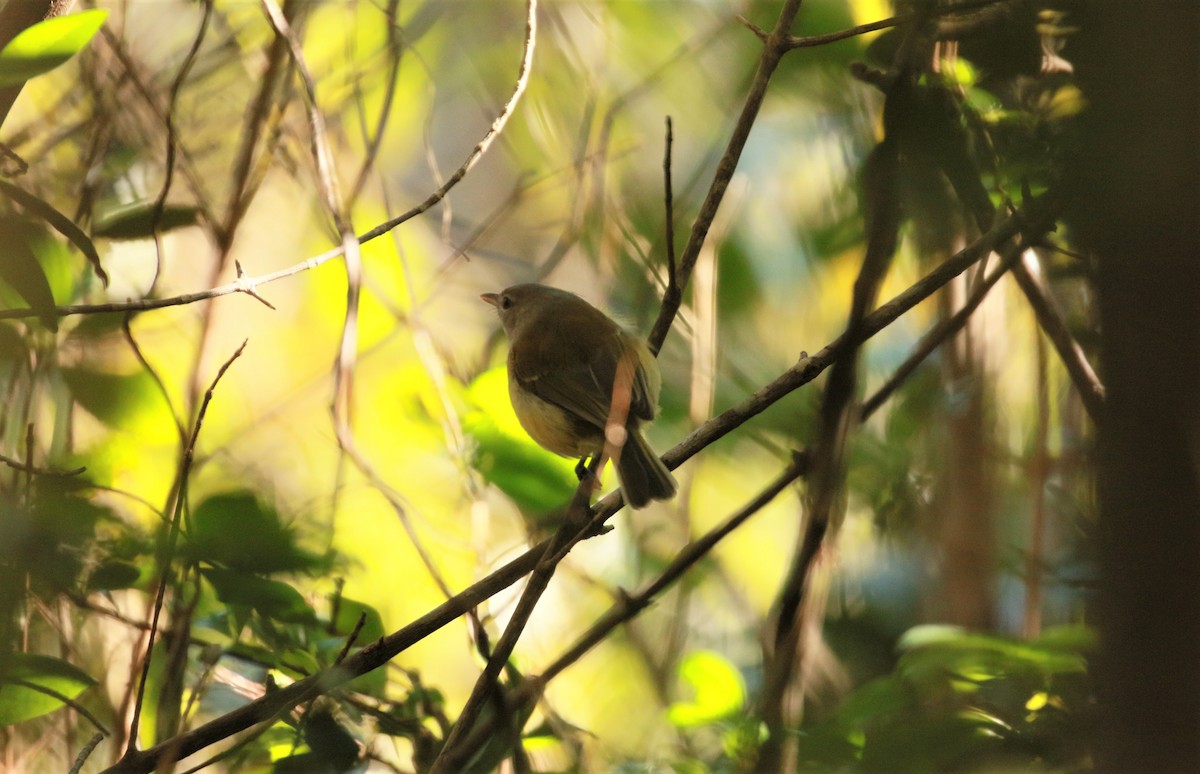 Puerto Rican Vireo - ML576614551