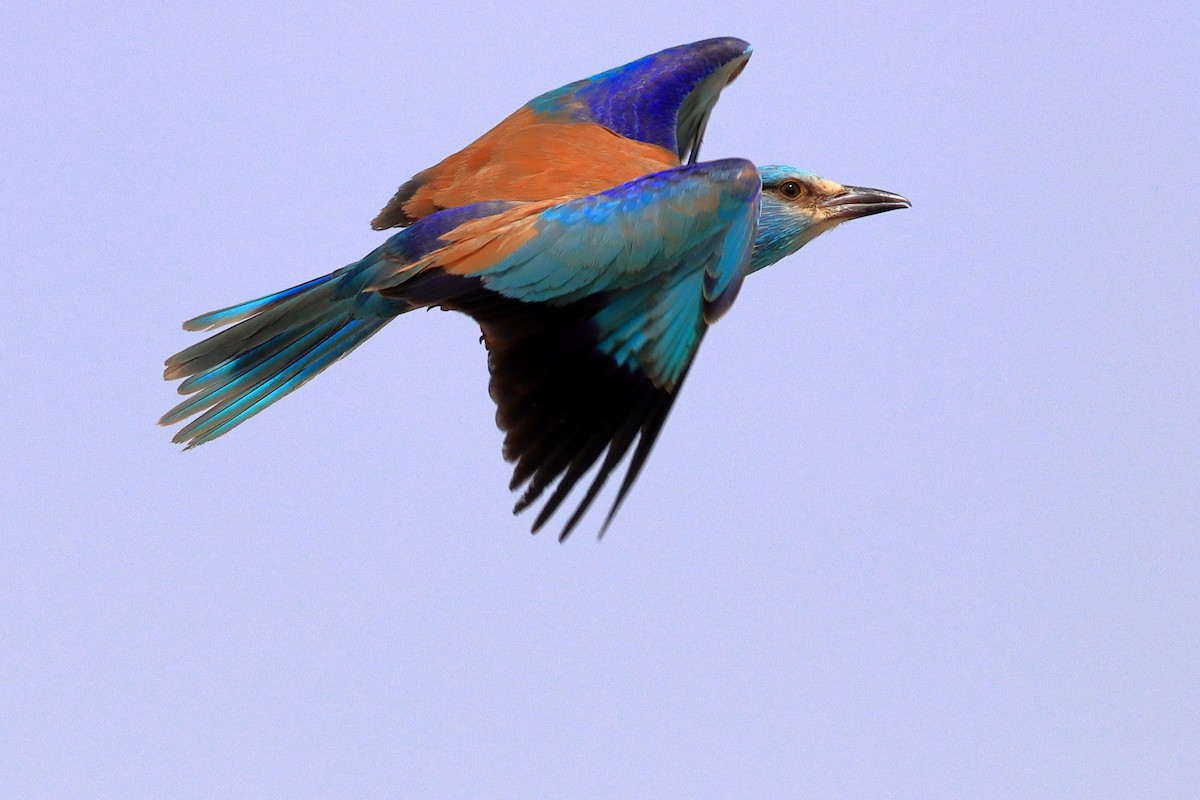 European Roller - ML576614791