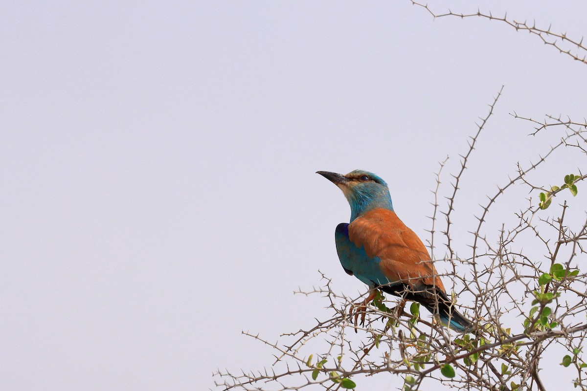 European Roller - ML576614801