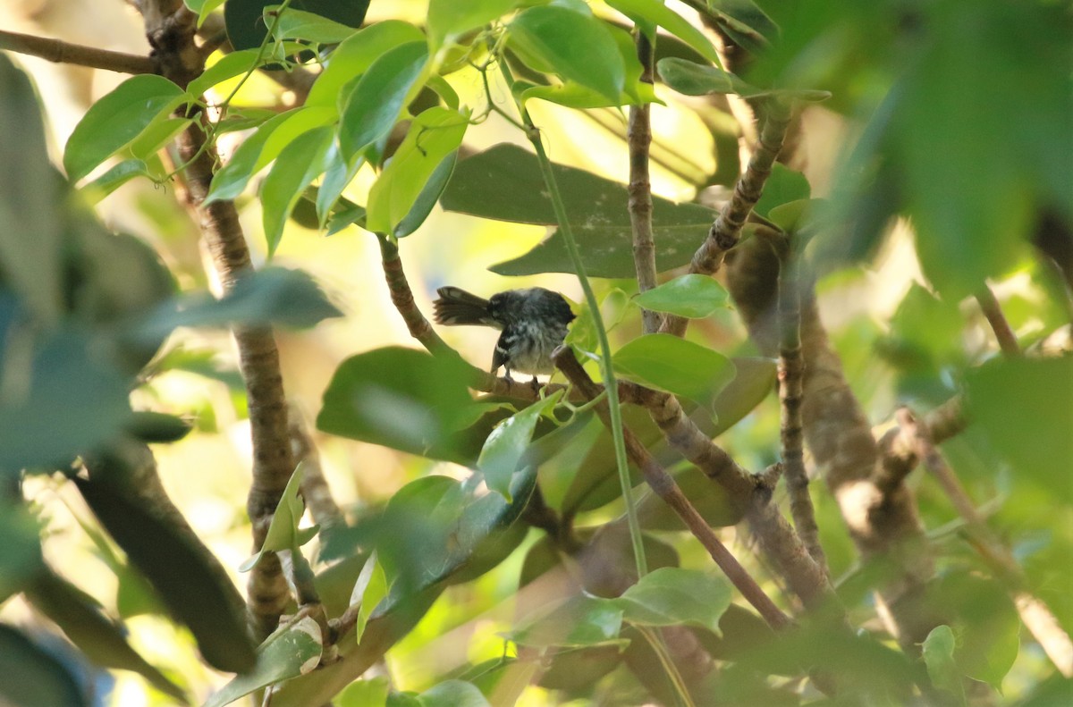 Elfin-woods Warbler - ML576614931