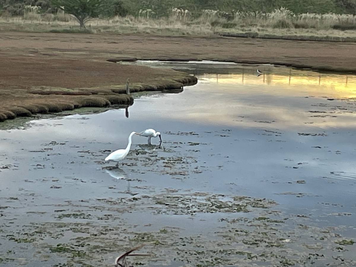 Great Egret - ML576617951