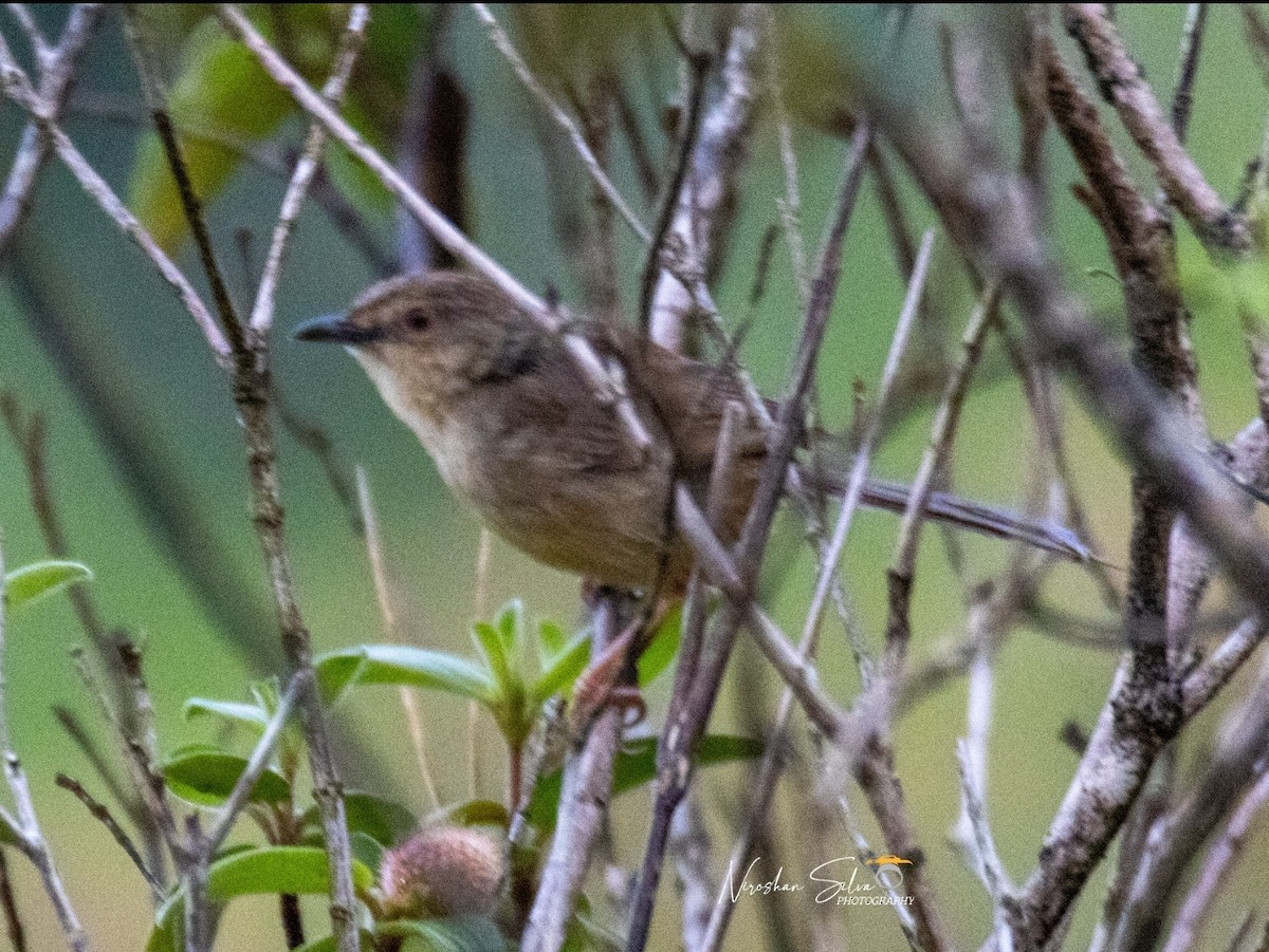 Annam Prinia - ML576618041