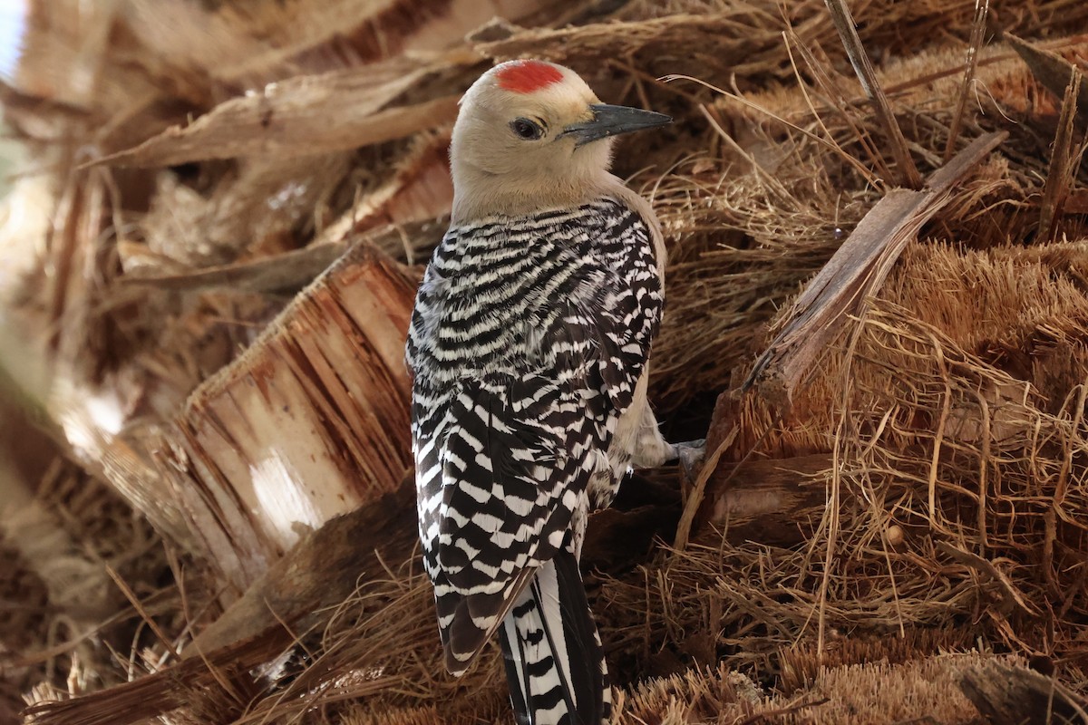 Gila Woodpecker - ML576619171