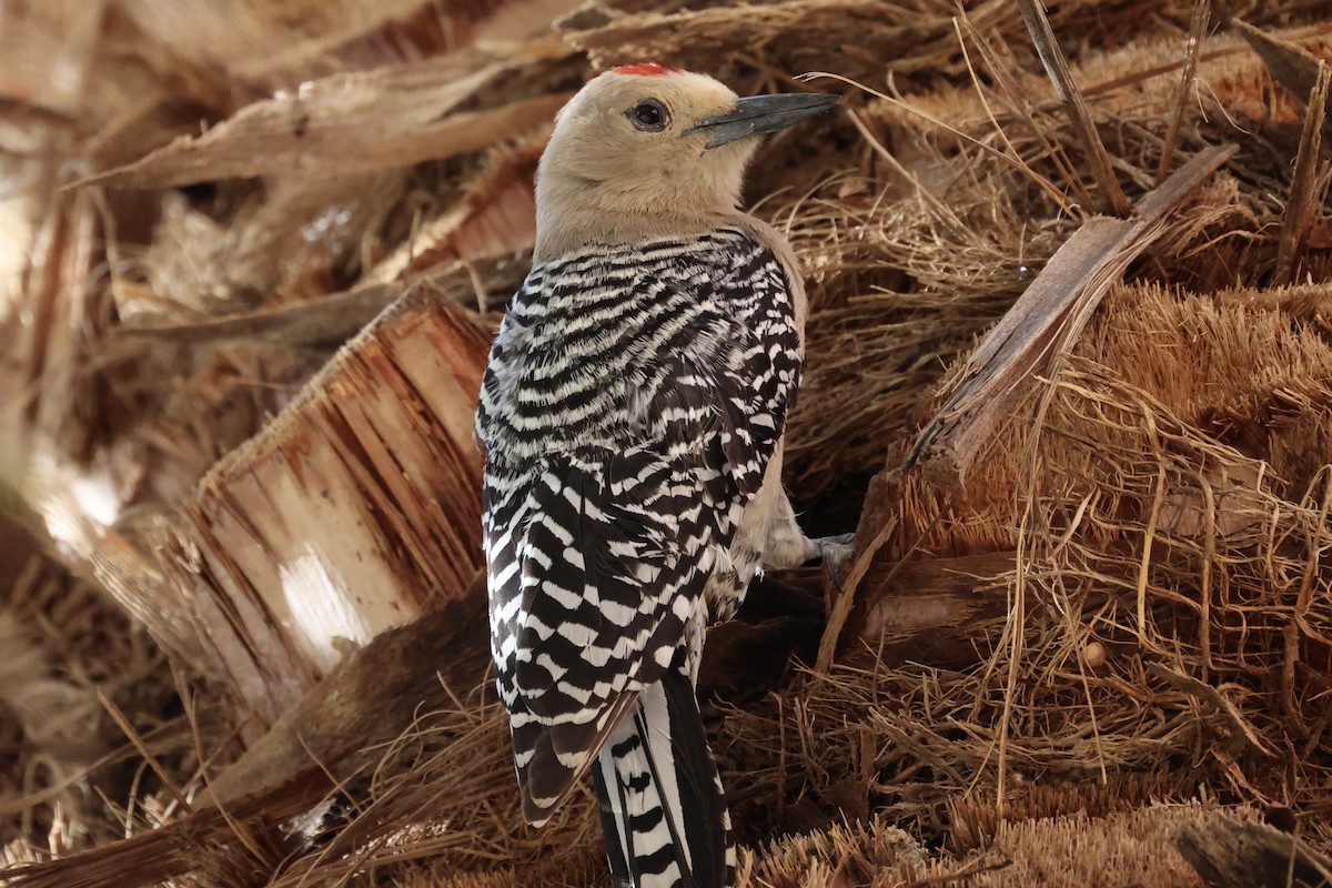 Gila Woodpecker - ML576619181