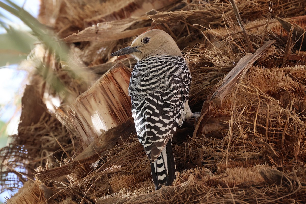 Gila Woodpecker - ML576619191