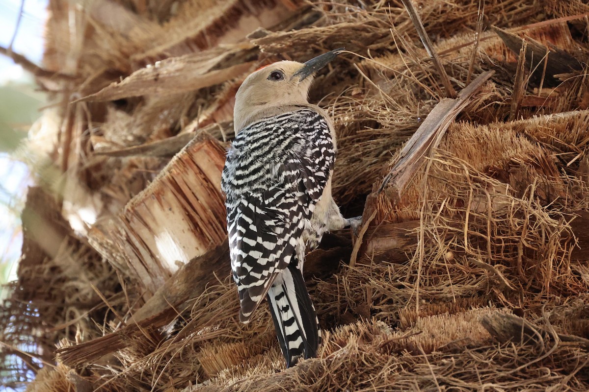 Gila Woodpecker - ML576619201