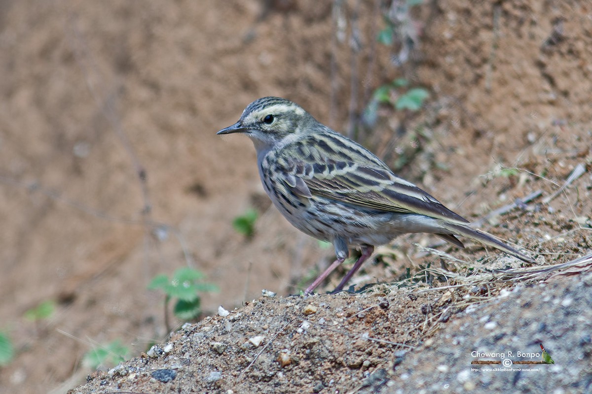 Rosy Pipit - ML576619331