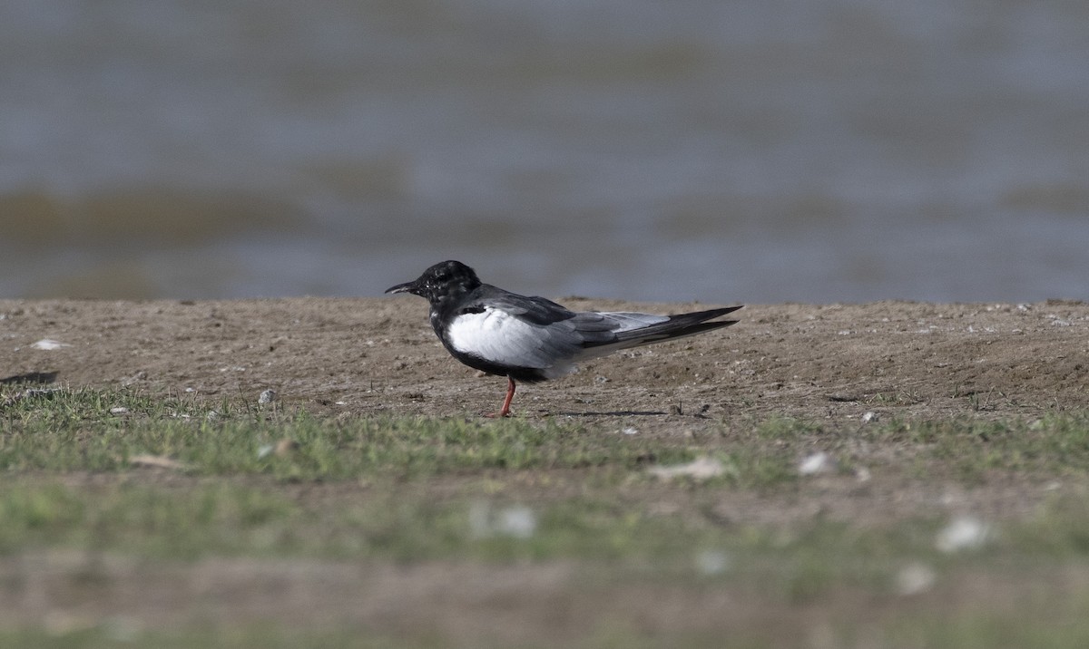 White-winged Tern - ML576619401