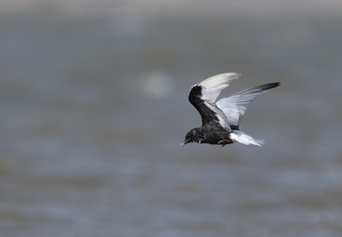 White-winged Tern - ML576619411