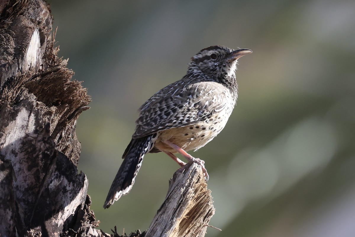 Cactus Wren - ML576619971