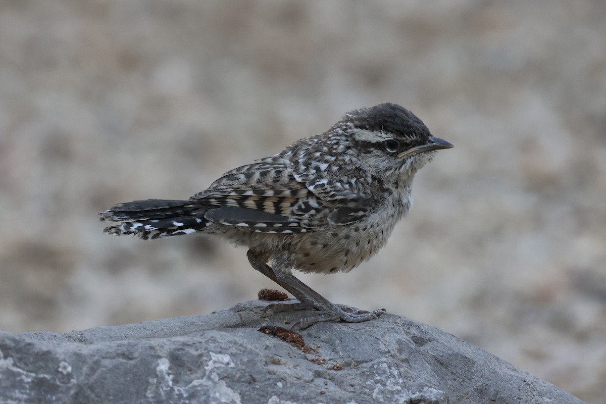 Cactus Wren - ML576619981
