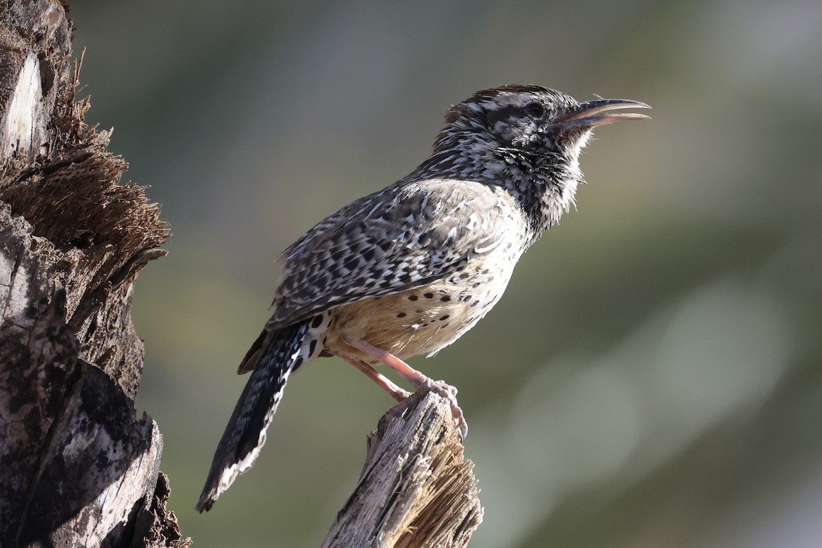 Cactus Wren - ML576619991