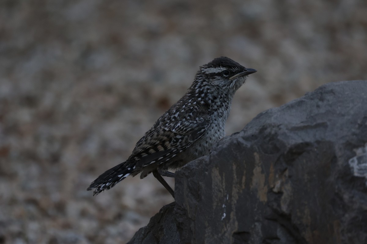 Cactus Wren - ML576620001