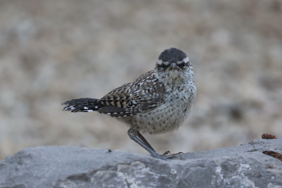 Cactus Wren - ML576620011