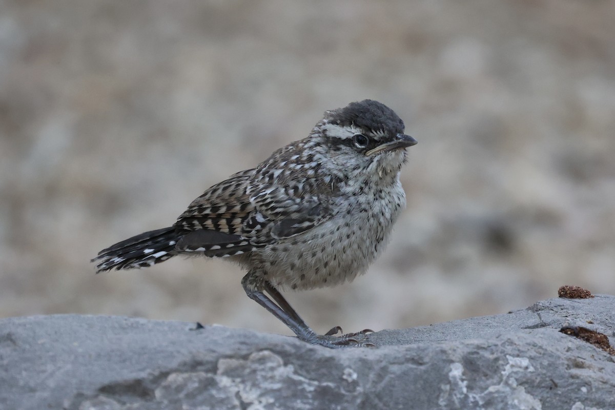 Cactus Wren - ML576620021