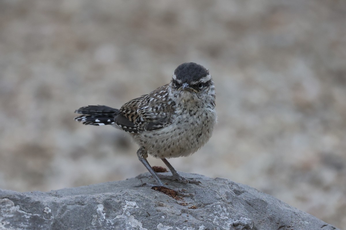 Cactus Wren - ML576620031