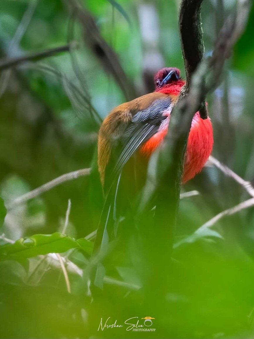 Red-headed Trogon - ML576620061