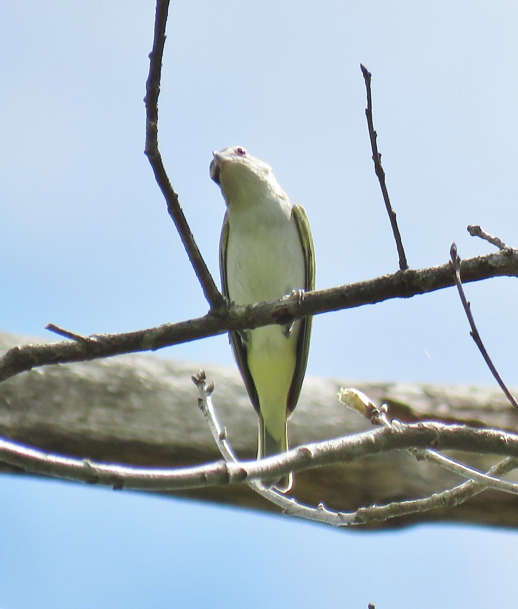 Red-eyed Vireo - ML57662011