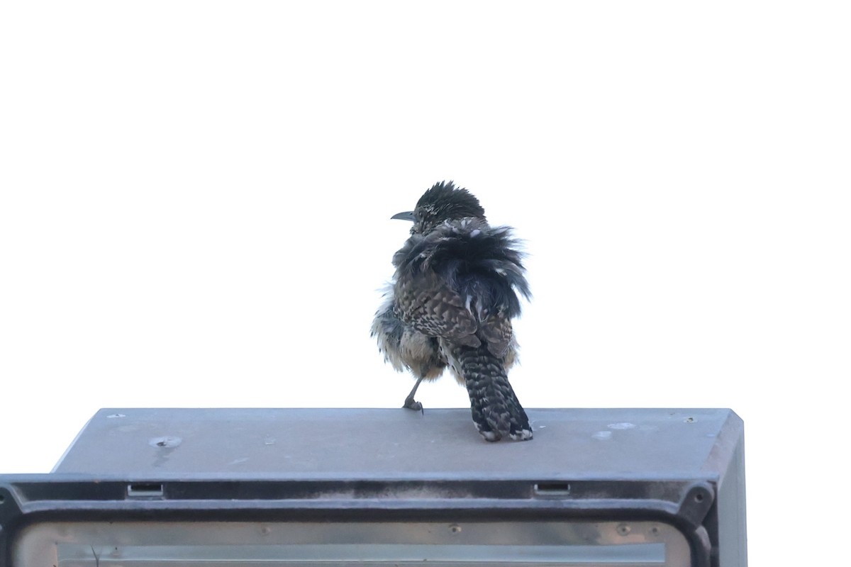 Cactus Wren - ML576621161