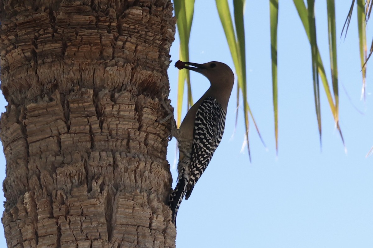 Gila Woodpecker - ML576621261