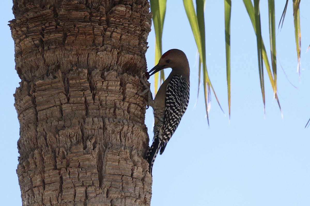 Gila Woodpecker - ML576621271