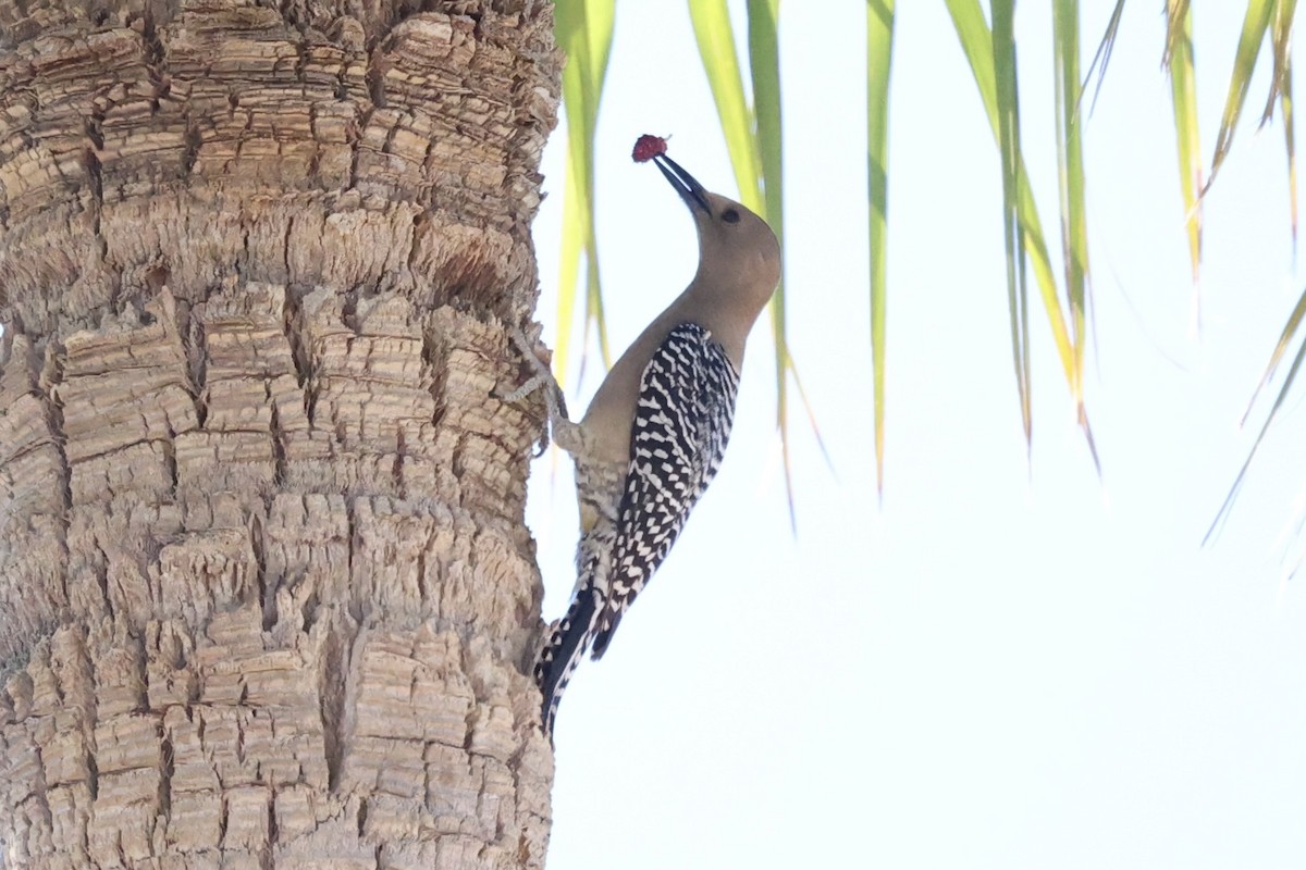 Gila Woodpecker - ML576621281