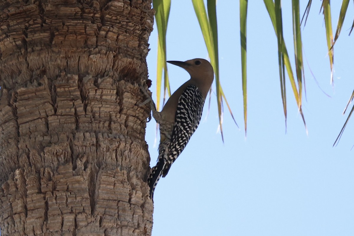 Gila Woodpecker - ML576621291