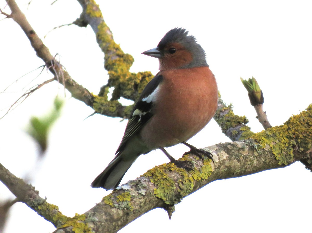 Common Chaffinch - ML576621691