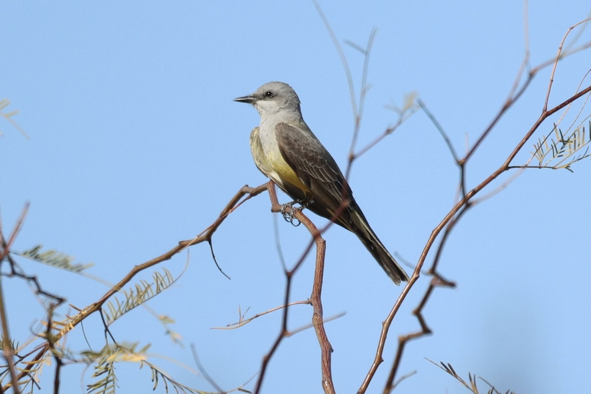 Western Kingbird - ML576621871