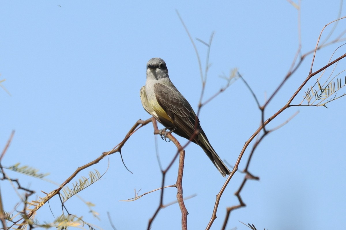 Western Kingbird - ML576621881