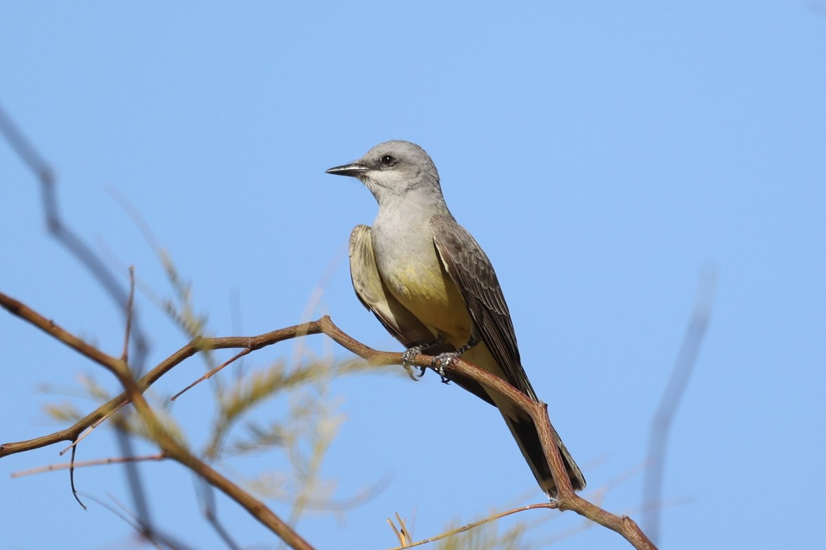 Western Kingbird - Andrew William